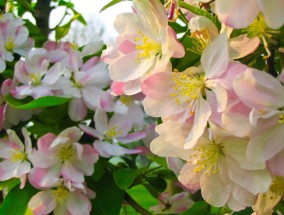 手机摄影，庭院花卉的美丽瞬间手机摄影庭院花卉怎么拍