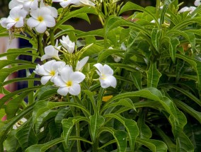 花卉园艺工资格证与昆明花卉市场探秘昆明花卉基地招聘